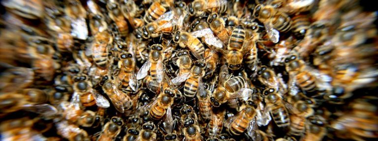 053/18 | Entomologischer Verein erhält Bundesauftrag – Grüne gratulieren und mahnen
