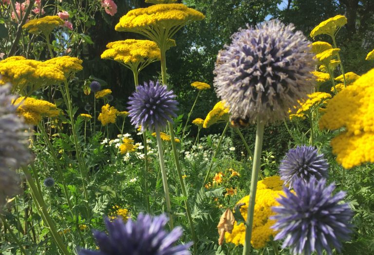 007/20 | Grüne Kampagne zum Natur- und Artenschutz