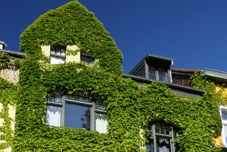 Grüne Multitalente: Fassaden- und Dachbegrünungen für ein besseres Stadtklima