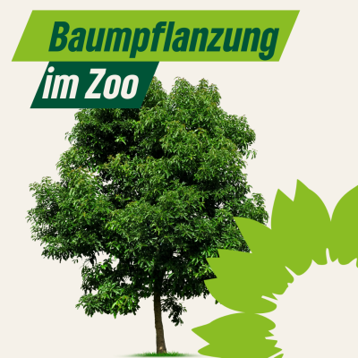 Baumpflanzung im Krefelder Zoo